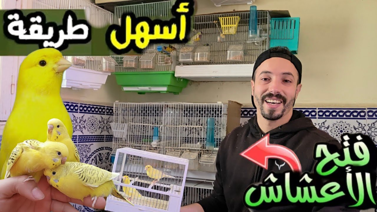 فتح الأعشاش وفطم الفراخ  بسهولة 🐣 المشهد الذي يتمنى أي مربي كناري #تربية_الطيور 