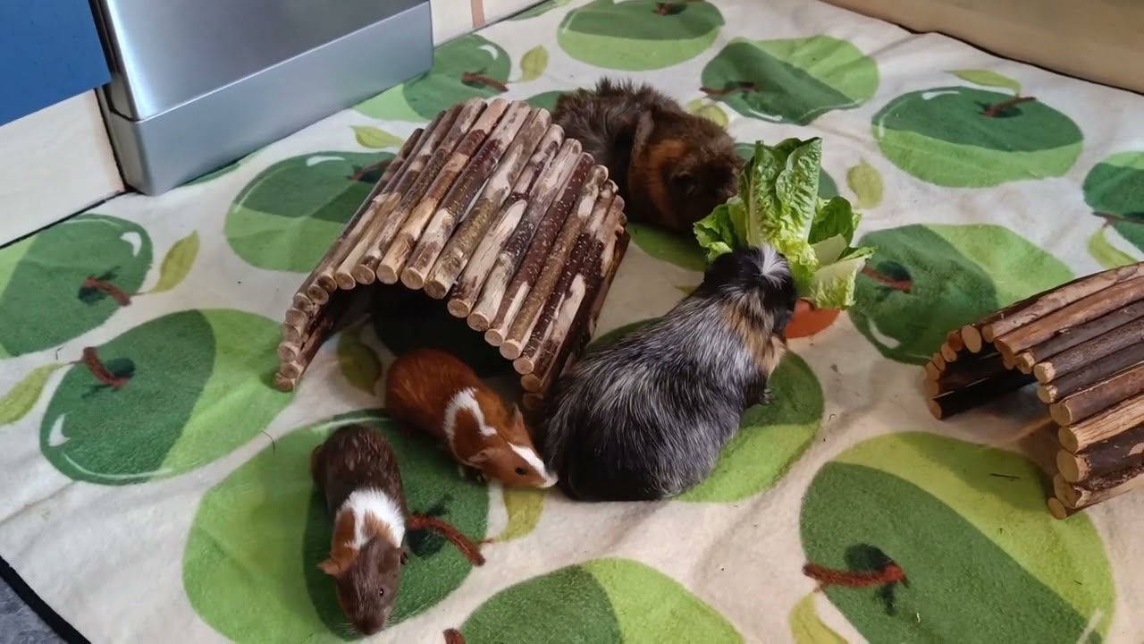 Meerschweinchen-Babys werden getrennt und vergesellschaftet!