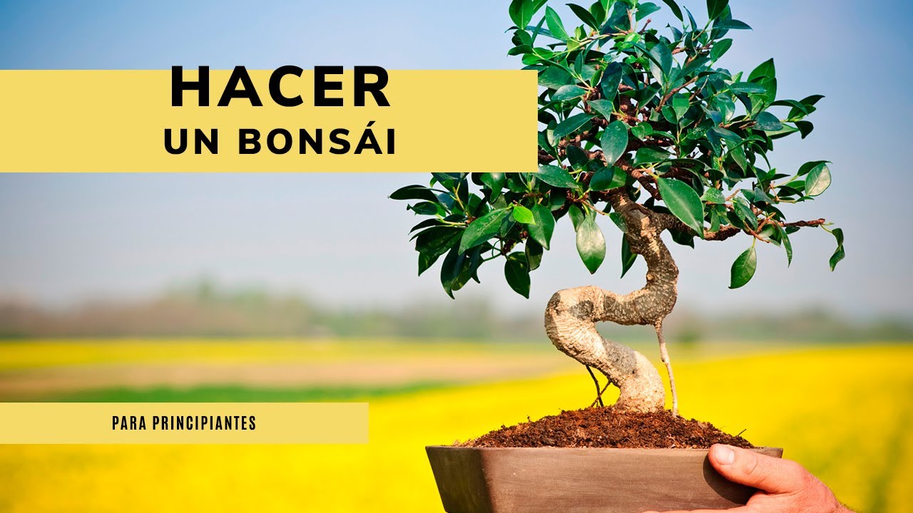 C&oacute;mo hacer un BONS&Aacute;I ✂️ Gu&iacute;a Principiantes​ 💧​ Jardinatis 🌱​