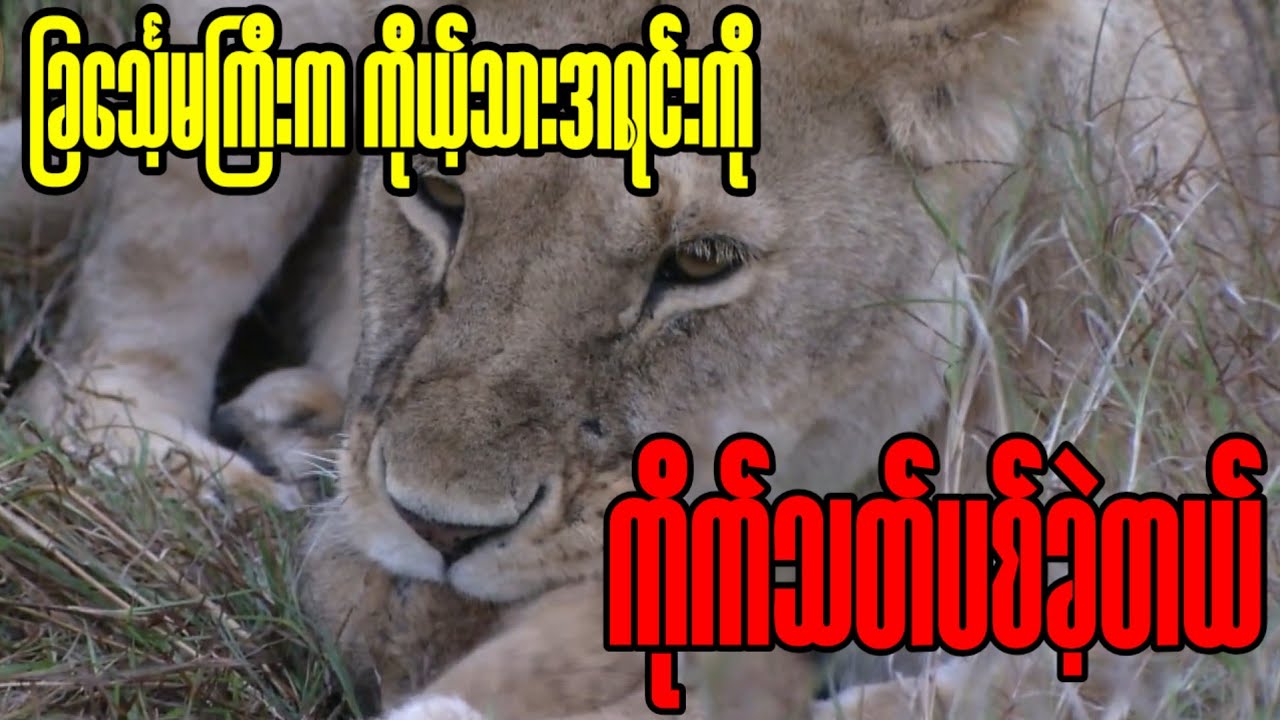 သွေးအေးလှသော အဆုံးစီရင်ခြင်း - ရက်စက်မှုလား၊ ကယ်တင်ခြင်းလား?