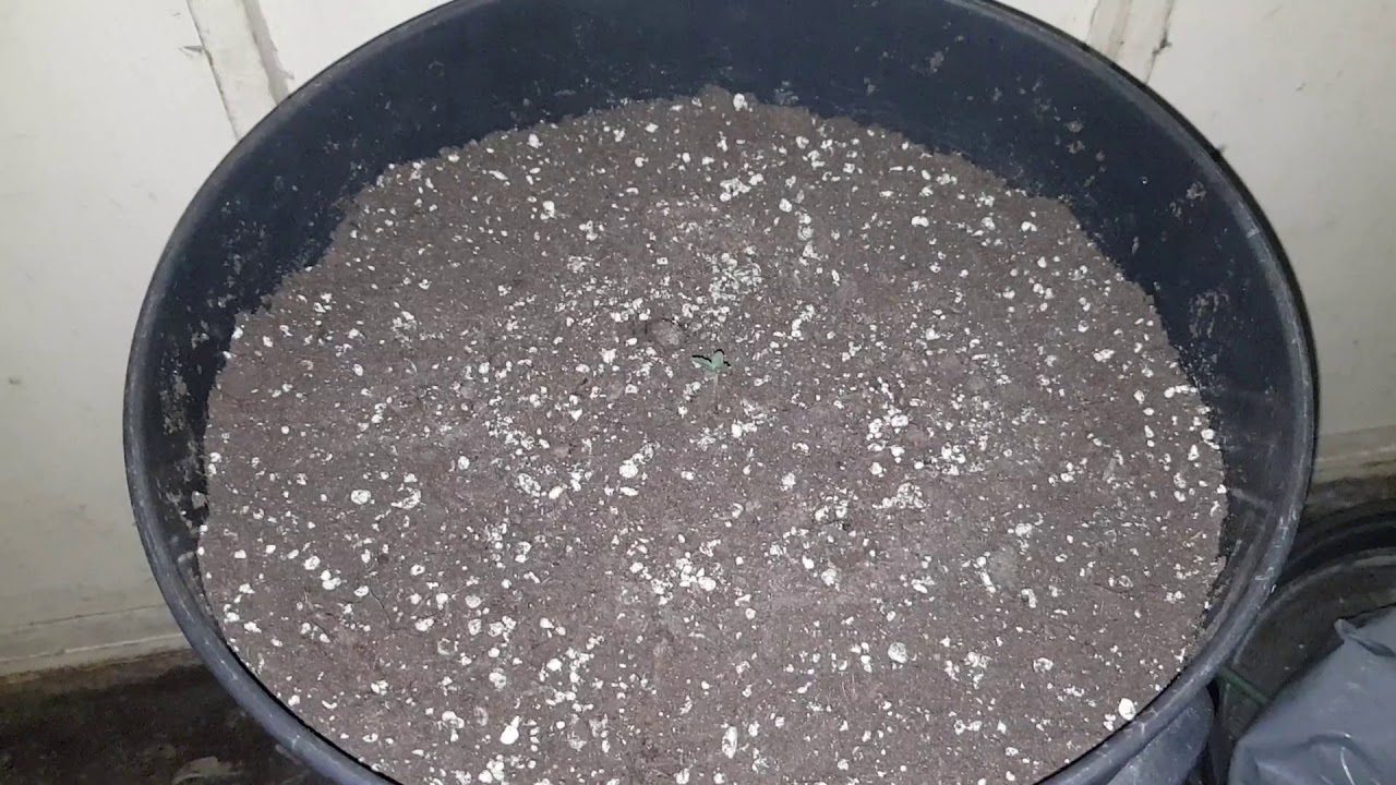 West Coast OG Auto Fast bud seeds Day 2. Mark