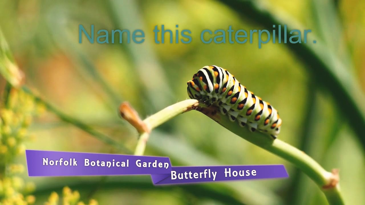 Caterpaller ...what a seen