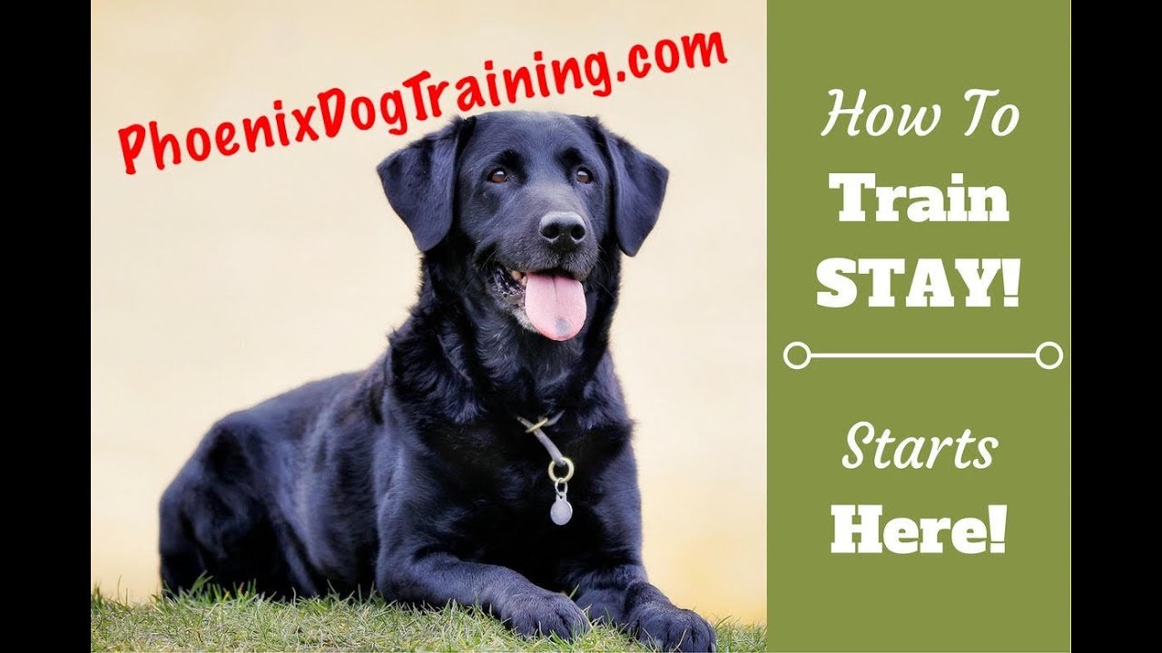Dog Training Phoenix. How to Teach a Dog to Stay with Distractions
