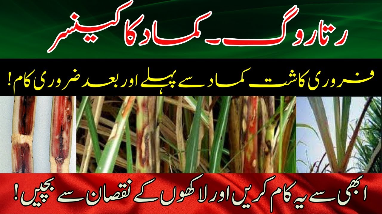 Red Rot of Sugarcane & Treatment | Protecting Sugarcane Setts: 4 Key Methods |Cyber Agri Extension|