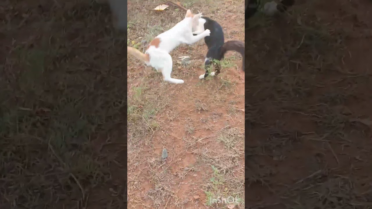 Maara and Rocky is cute cat video