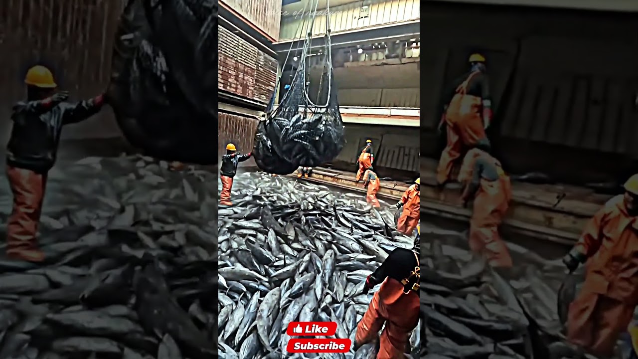 பல கோடிக்கு விற்கப்படும் மீன்கள் 🐟 WATCH TILL END 🔥 