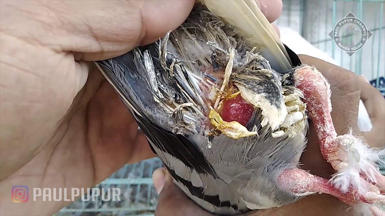 SIMAK !! - CARA MENGOBATI MERPATI DOBOLEN ( PIGEON PROLAPS )