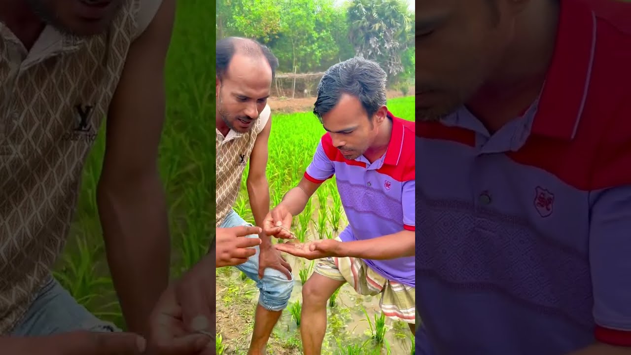 খেতে কাজ করতে গিয়ে সোনা পেলো অতপর