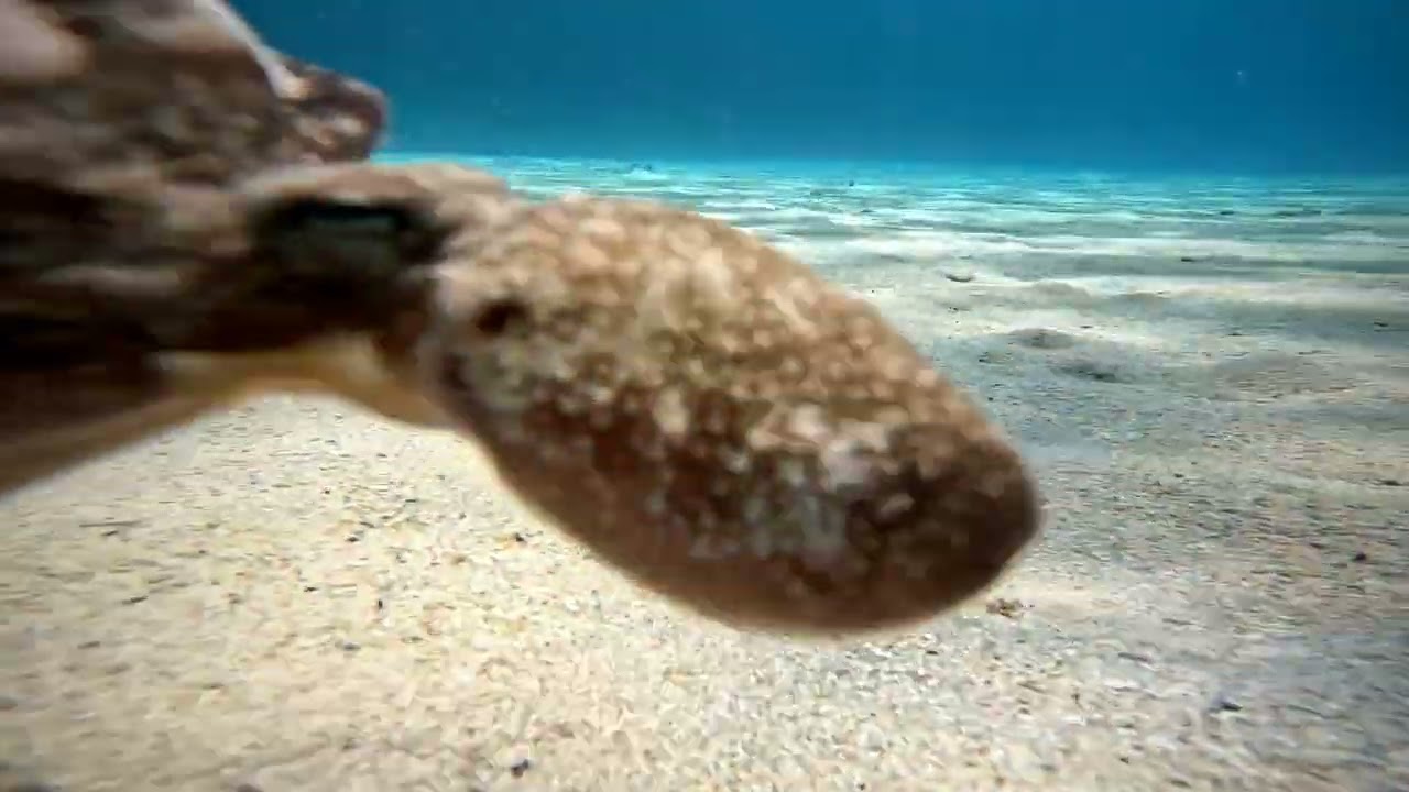 My Little Octopus friend Curaçao 2024