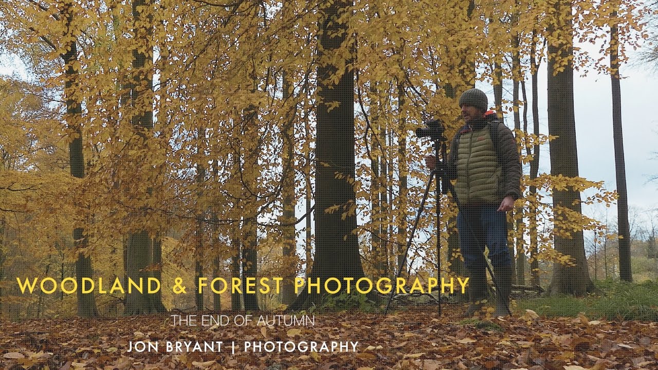 Woodland and Forest Photography: The end of autumn