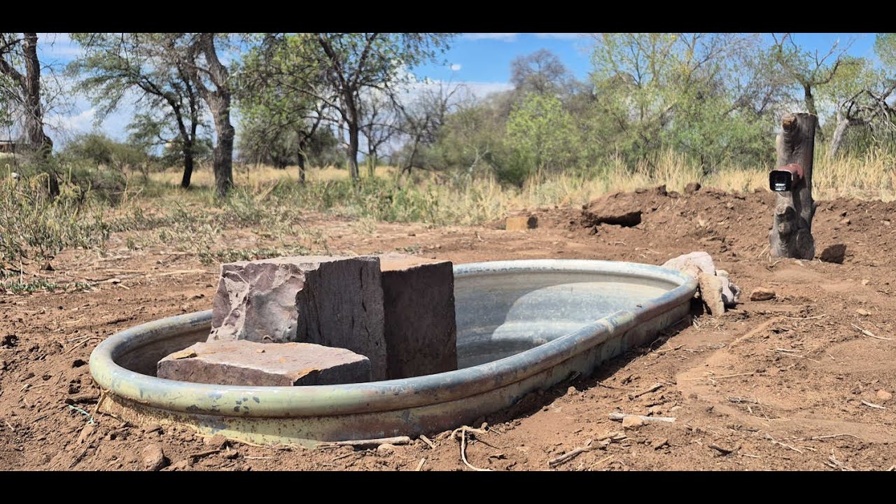 Tank 2 in the  Chiricahua Mountains Arizona