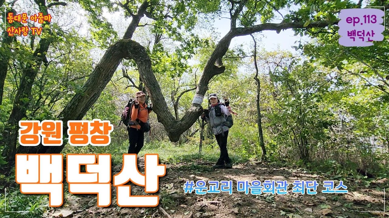 백덕산 운교리 마을회관 최단 코스 생각보다 길도 좋고 정상에서 보는 경치도 멋있어요~♡ | 백덕산| 평창| 운교리마을회관|서울대나무| 등산코스소개| 뷰맛집| 블랙야크100대명산|