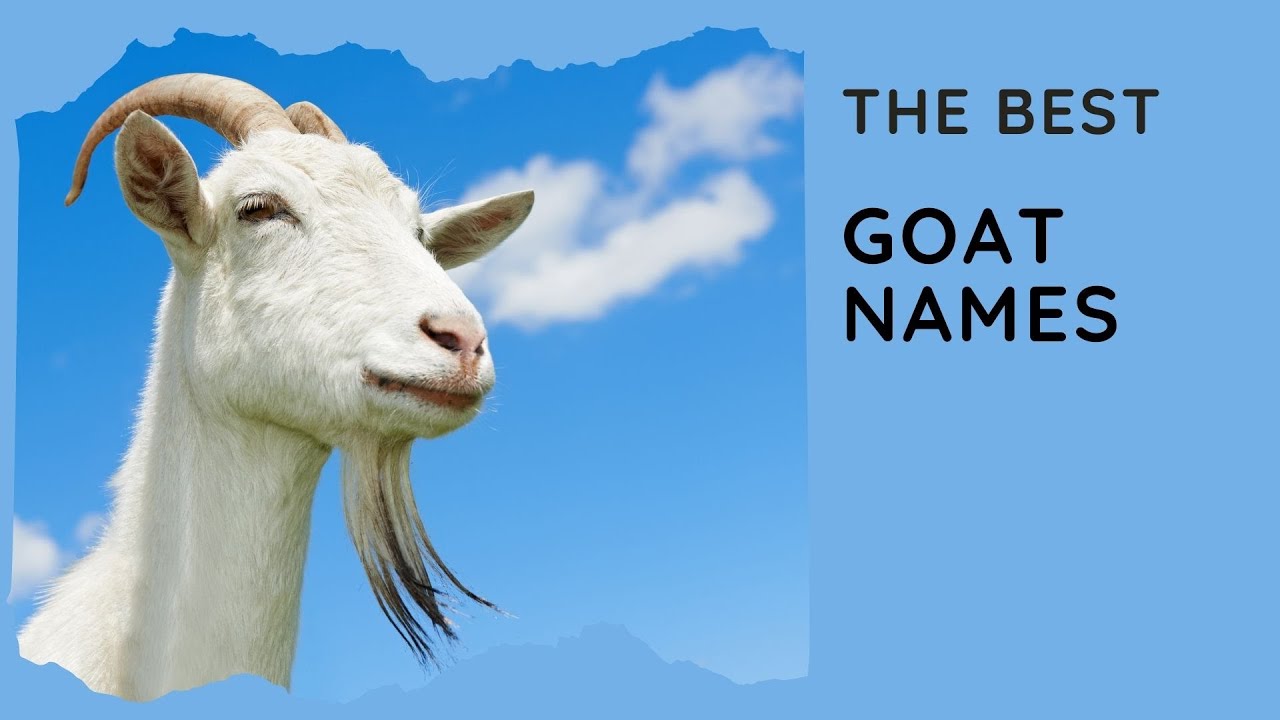 55 Best Goat Names (Cute, Famous, Girl, Boy, Black, Twin)