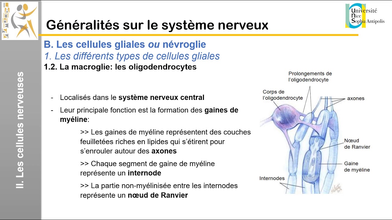 I. Généralités sur le système nerveux: Les cellules nerveuses (2)
