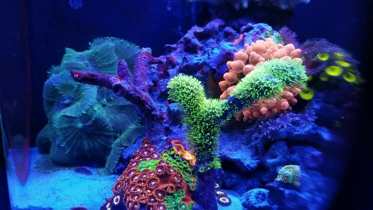 Put The Nano BACK in DNT