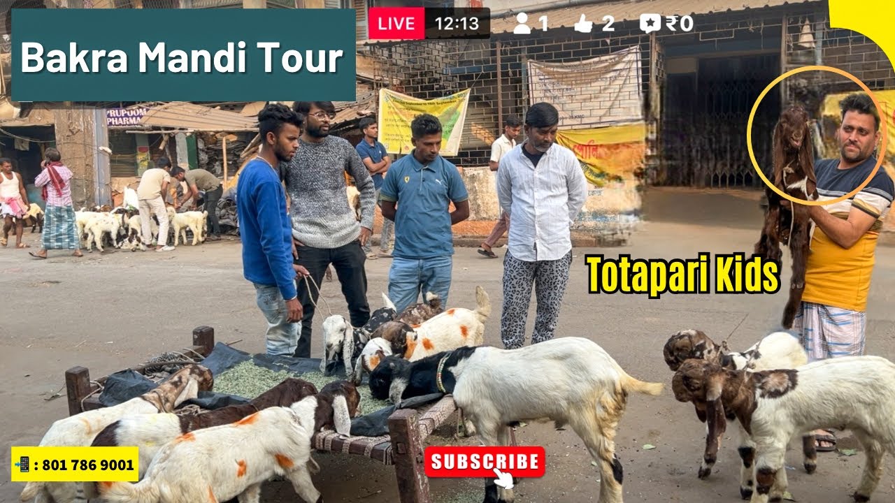 Baby Goat Market in Kolkata | Gujri • Totapari Kids