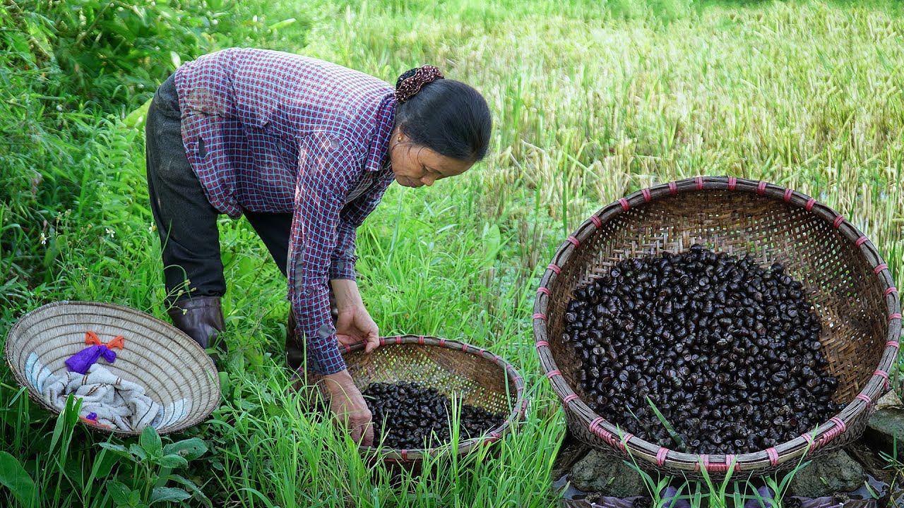 Harvesting snails for the ducks to eat I Slow and peaceful life in rural Vietnam I Am Thuc Me Lam