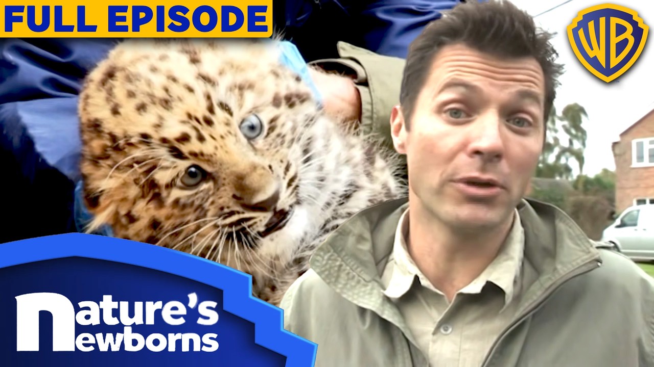 Rare Amur Leopard Birth: Saving the World's Rarest Cat | S1E4 | Full Episode | Nature's Newborns