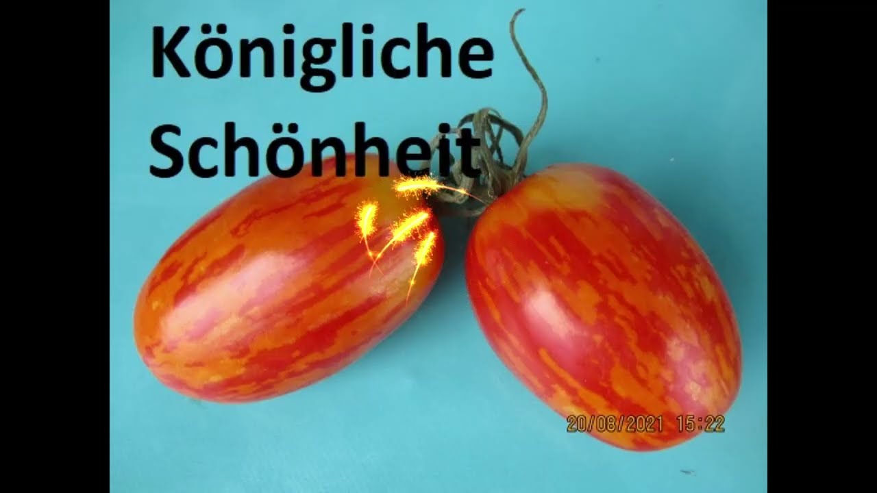 50 Tomatensorten aus meiner Kollektion.  Neue Tomatensorten ver&ouml;ffentliche ich am 20.08.2022