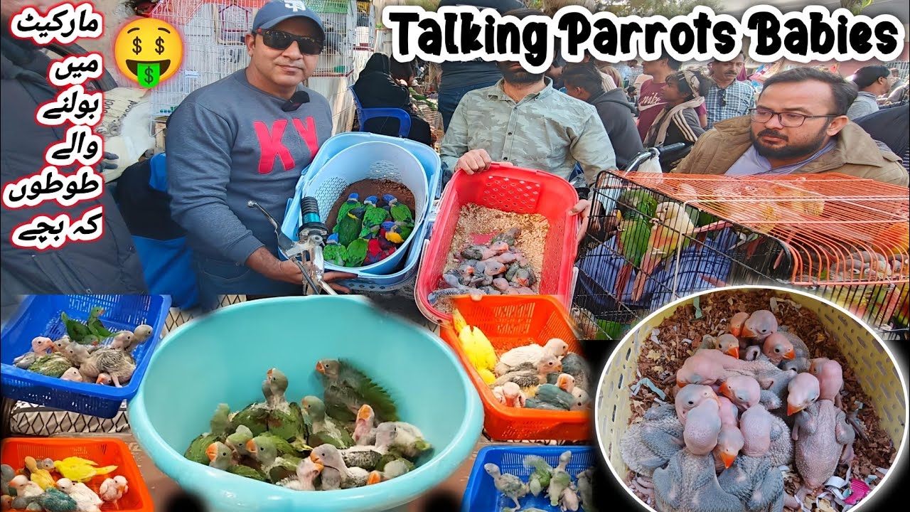 Biggest Exotic Parrots Market in Karachi Cheapest Exotic Parrot  Lalukhet Birds Market@SYEDBIRDS