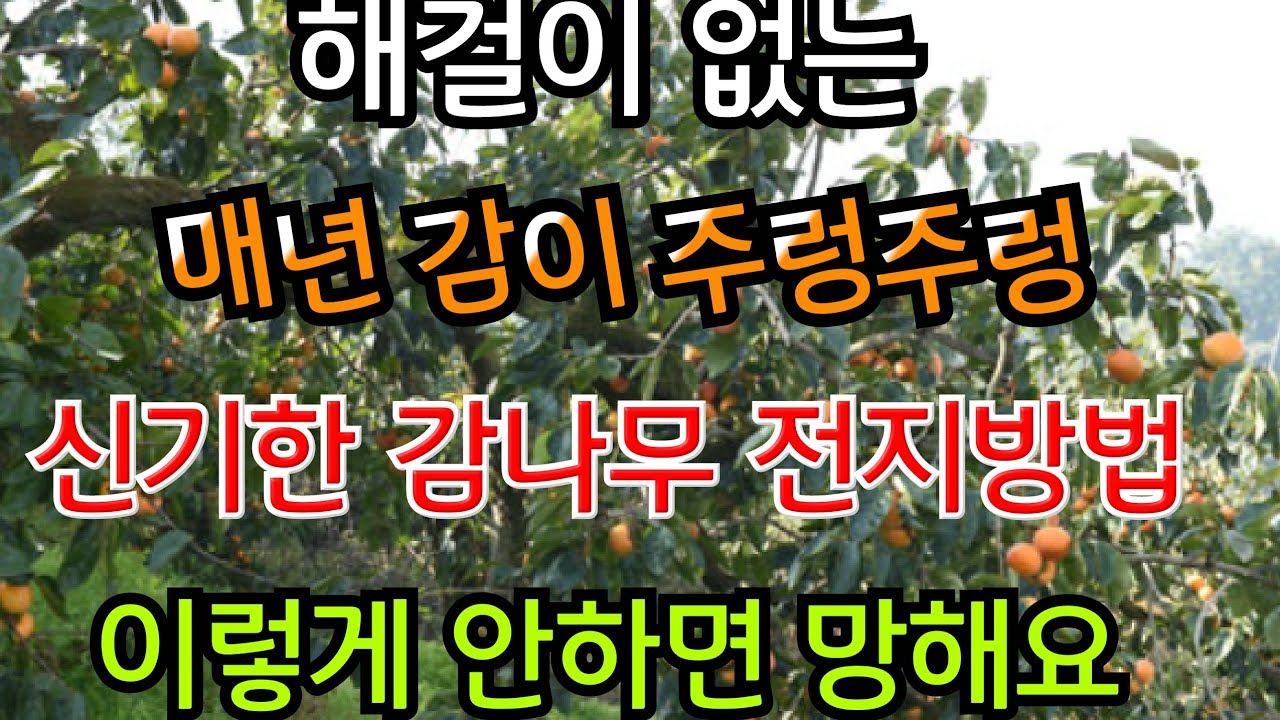 해걸이 없이 단감 대봉감이 매년 주렁주렁 열리는 감나무 전지(가지치기) 비법 공개! 이렇게 안하면 폭망 합니다(핵심비법 모두 공개) #감나무#감나무전지방법#감나무전정#친환경#힐링