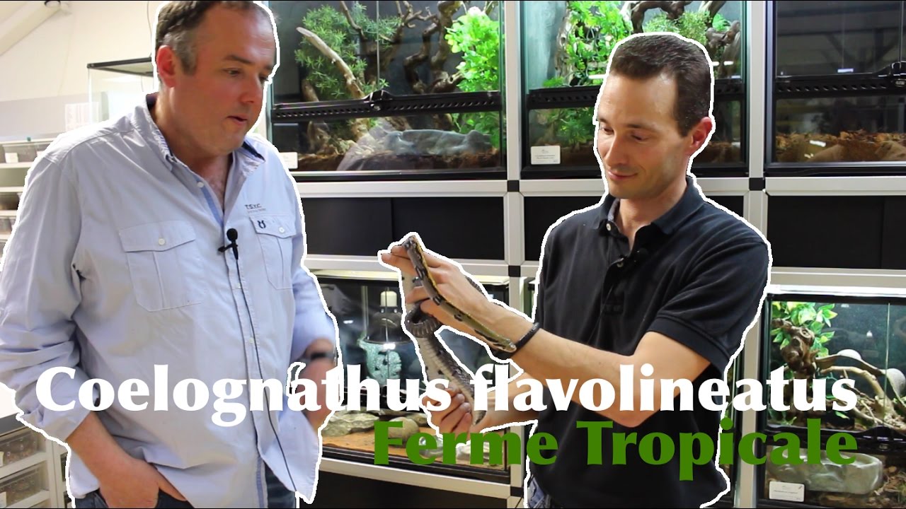 Découverte du coelognathus flavolineatus avec Karim Daoues - Intérêt espèce import