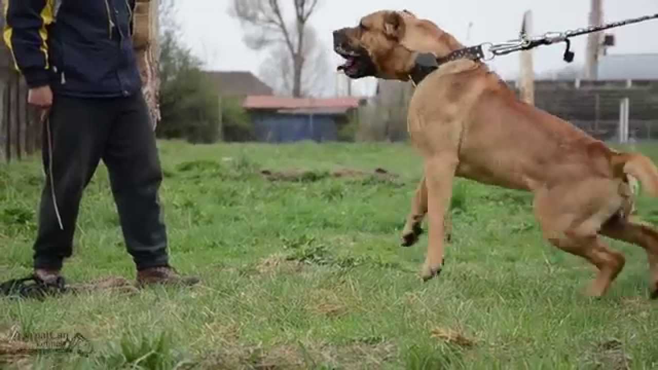 Malt presa canario agitation