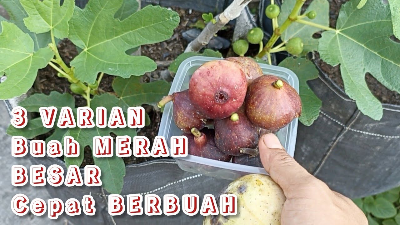 3 VARIAN TIN BESAR WARNA MERAH DAN CEPAT BERBUAH || BUAH TIN GENJAH