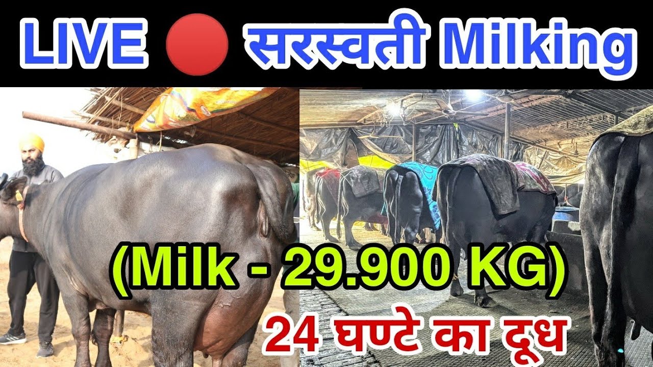 Live 🔴 4th Milking Total Milk - 29.900 KG - Saraswati Buffalo, Owner-Pavitar Singh