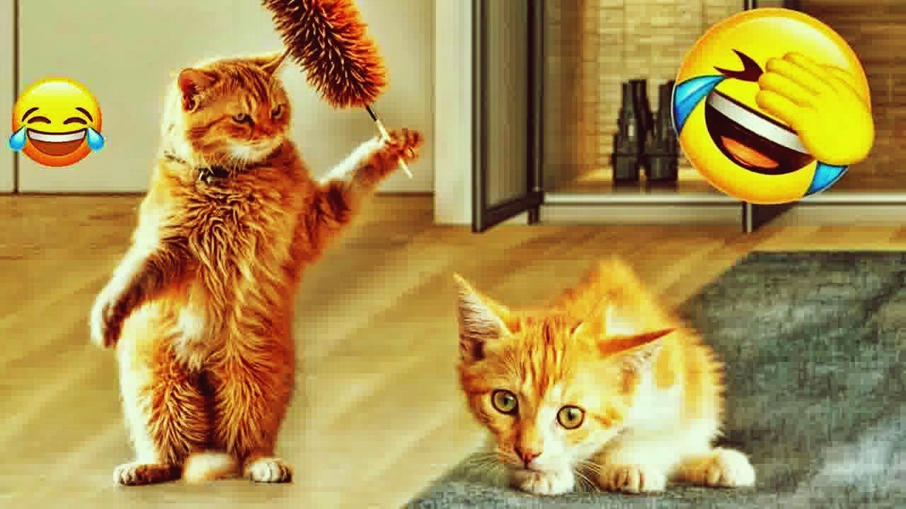 You Laugh You Lose 🐱 Funniest Dogs and Cats 2024 😍