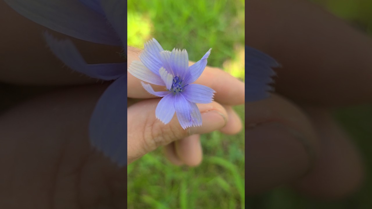 🌿 Chicory &ndash; Uses & Benefits | Wild Edible & Medicinal Plant