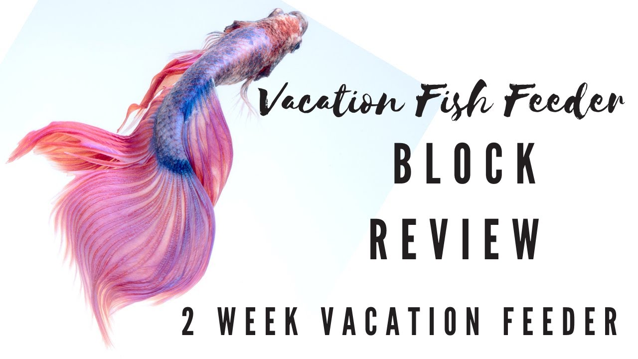 Vacation Fish Feeder Block Review For 3 Fish Aquarium - 2 Week Vacation Feeder