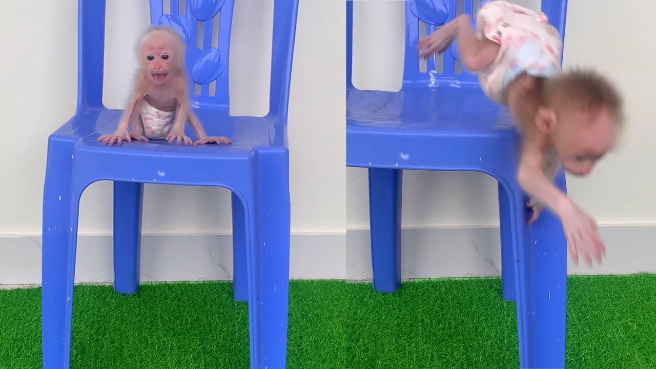 Baby monkey screaming for fear of heights on the chair