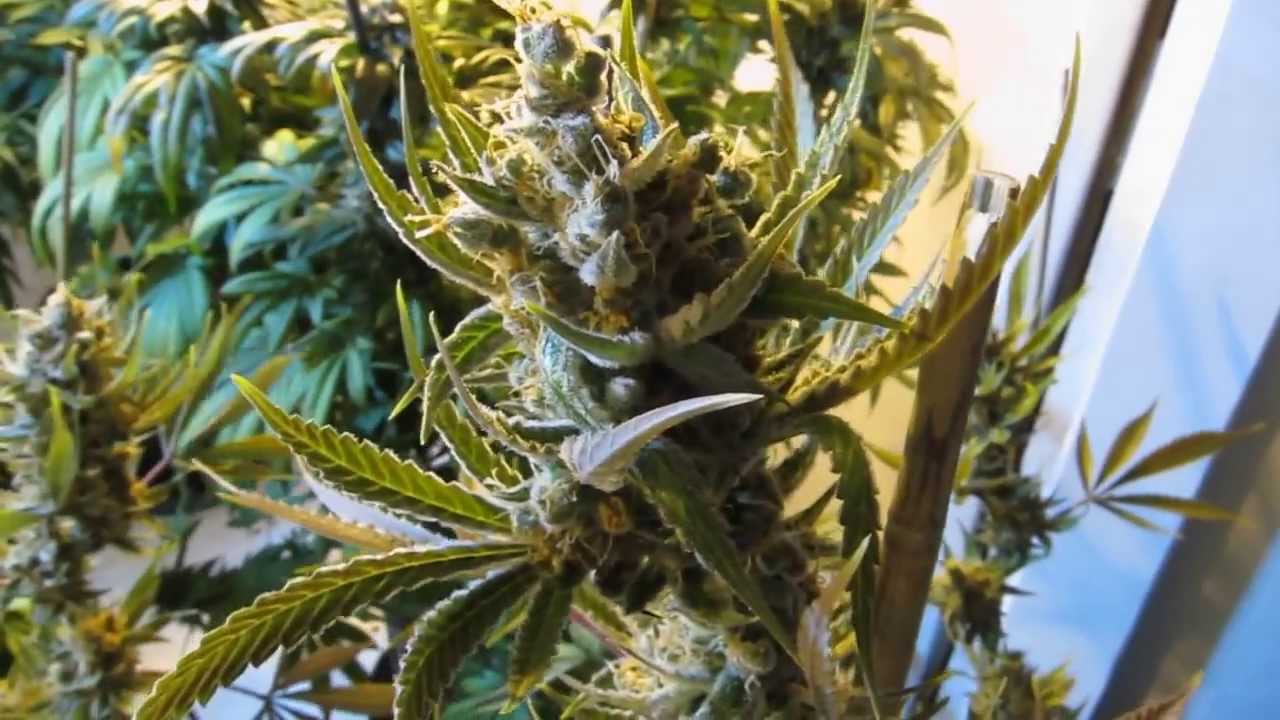 Vlad's Grow:  Space Bomb Finish