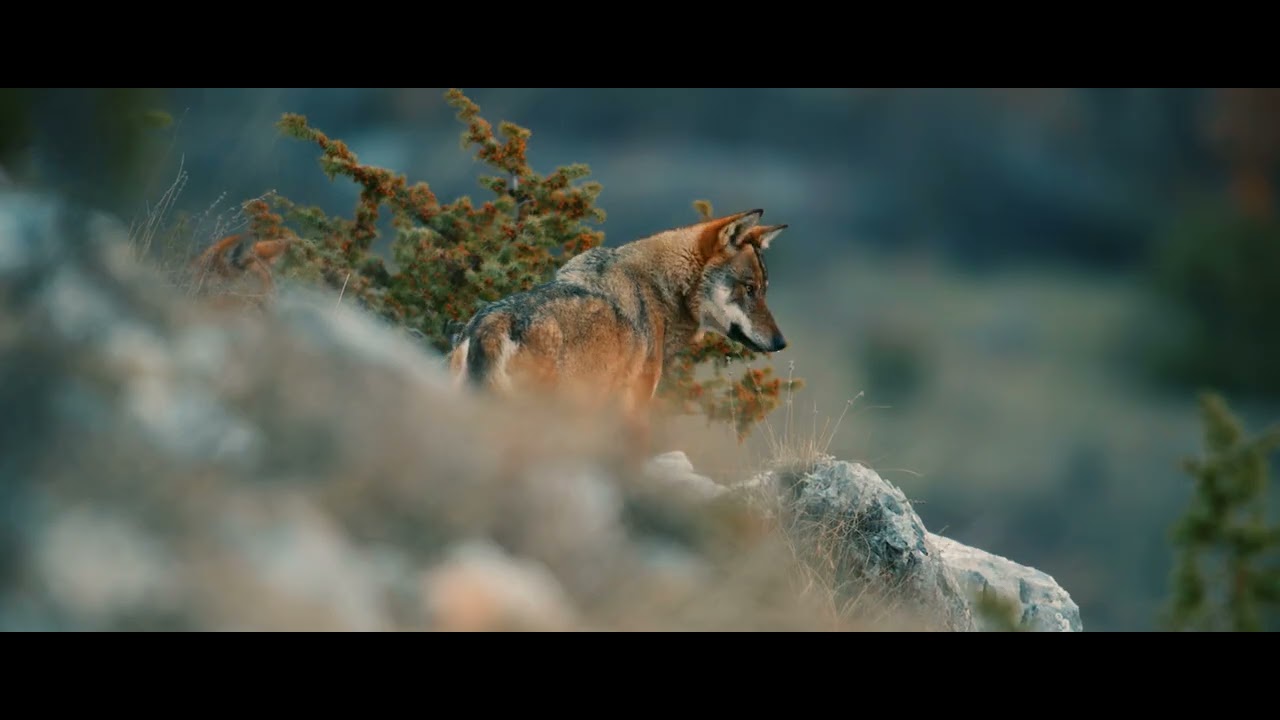 The Wolf Within: A Timely Call to Protect Europe&rsquo;s Wolves - TRAILER ENG