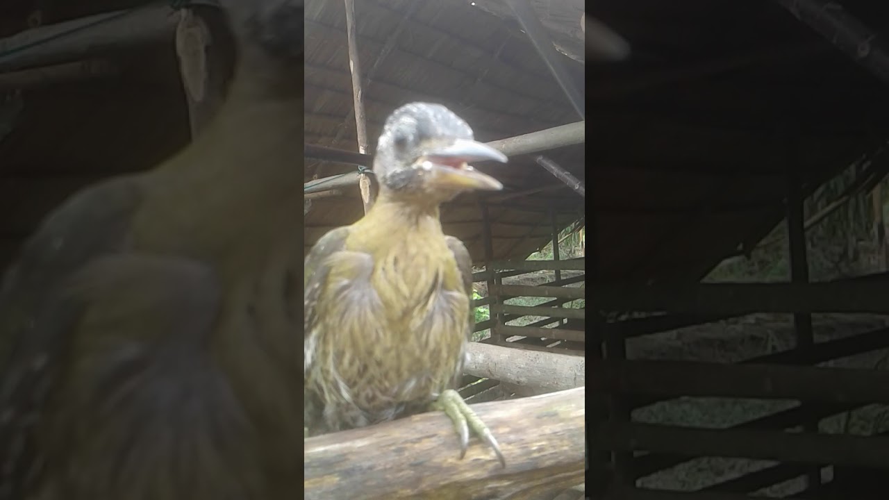Pelatuk hijau betina jinak
