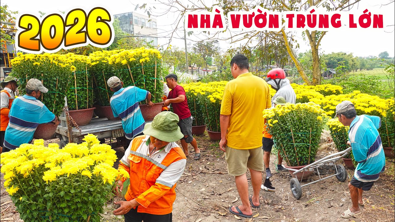 Bất Ngờ Chợ Hoa Xuân 2026 Nhà Vườn Cúc Đại Đoá Khổng Lồ Liên Tục Chốt Cây Đón Tết Ấm No Rồi