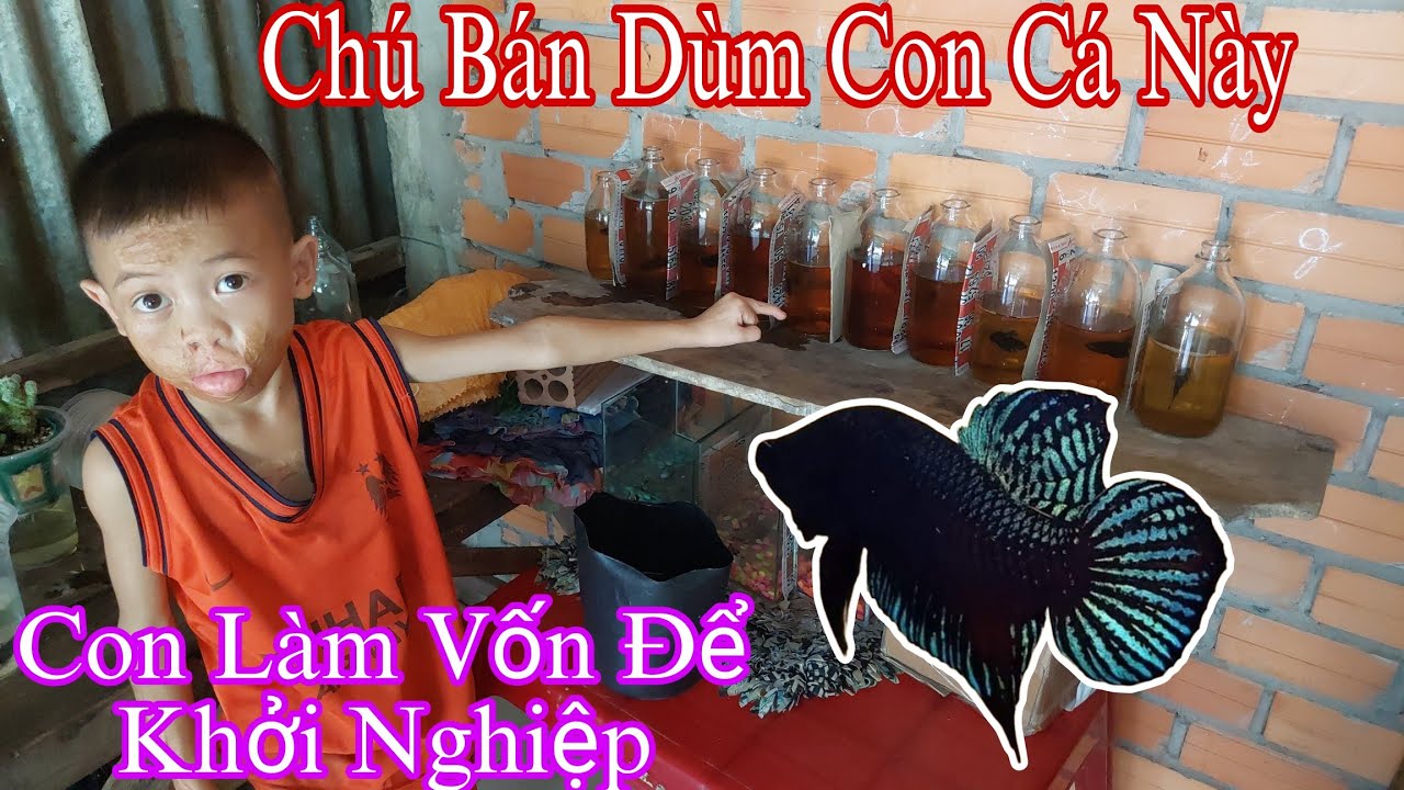 Cậu Bé Nhờ Bán Cá Dùm Để Kiếm Tiền Làm Vốn Mua Cá Vip Để Khởi Nghiệp