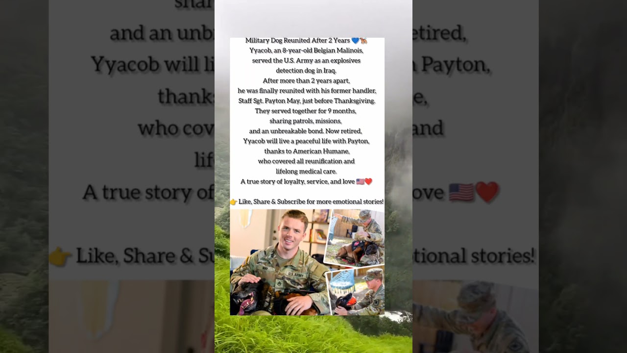 Military Dog Reunited With His Handler After 2 Years 💙🐕 | Emotional Reunion
