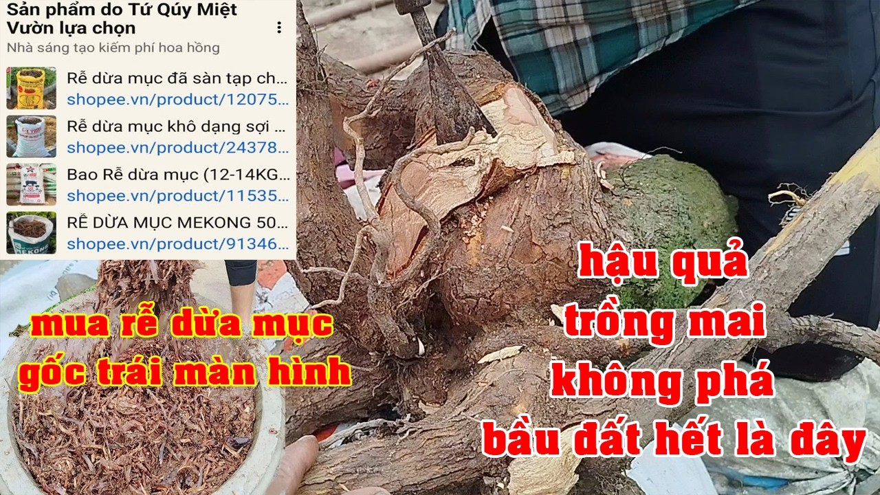 Giải Cứu Vườn Mai Suy Khá Nặng Bằng Rể Dừa Mục   | Tứ Qúy Miệt Vườn