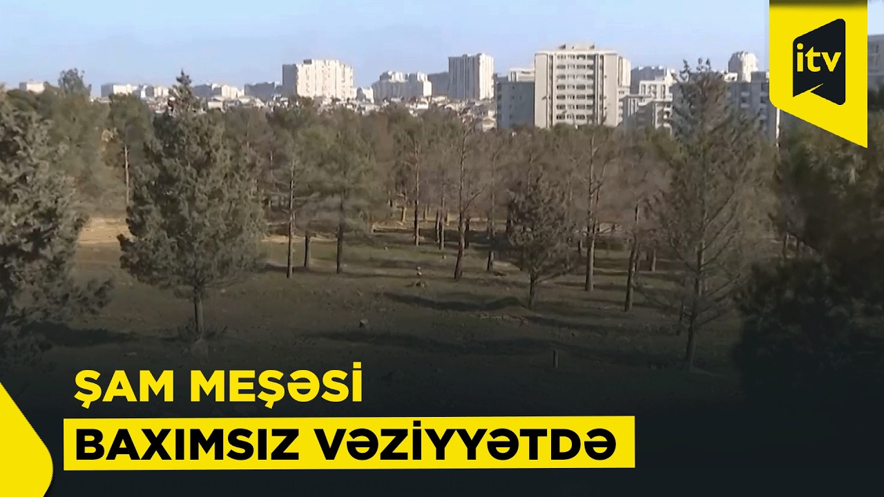 Ağacları quruyan şam meşəsi – vəd edilən park niyə salınmır?
