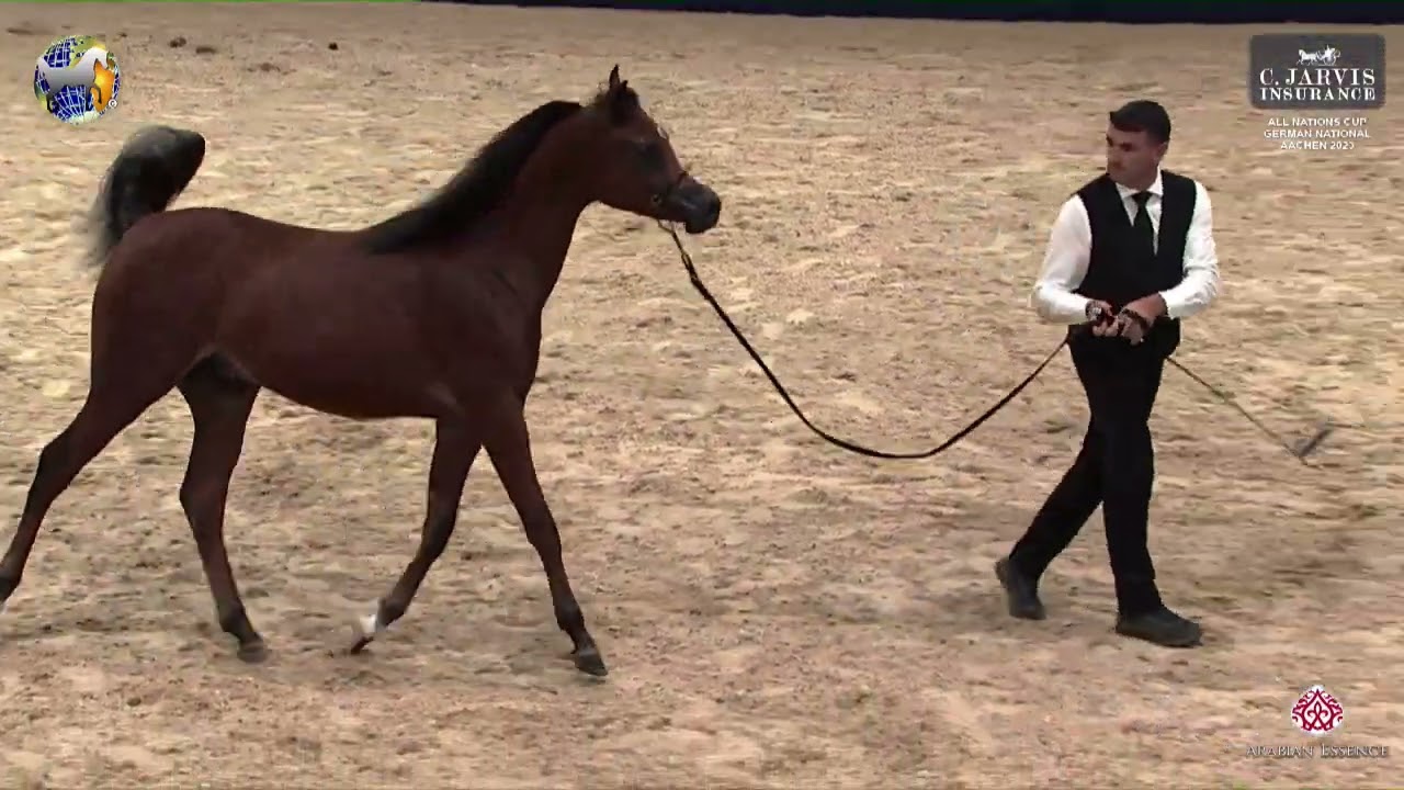 N 10 BEL PATEYO   German National Championships   Aachen   Colts 1 2 Years Old Liberty Presentation