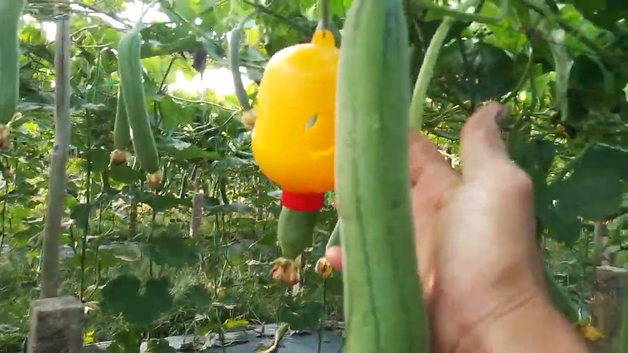 cả nhà xem giàn mướp hương của Tấn Phụng Vlog #