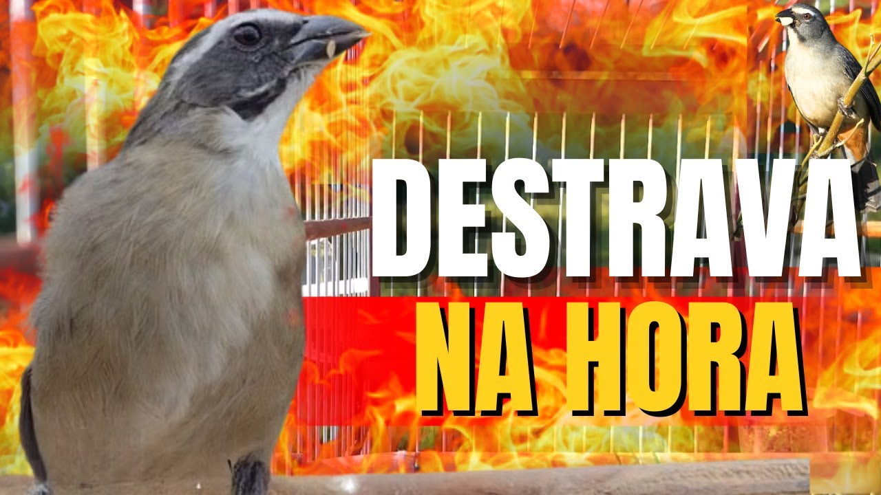 ESQUENTANDO TRINCA FERRO FRIO🟢LEVANTE SEU TRINCA FERRO 🟢MELHOR ESQUENTAR TRINCA FERRO CANTANDO