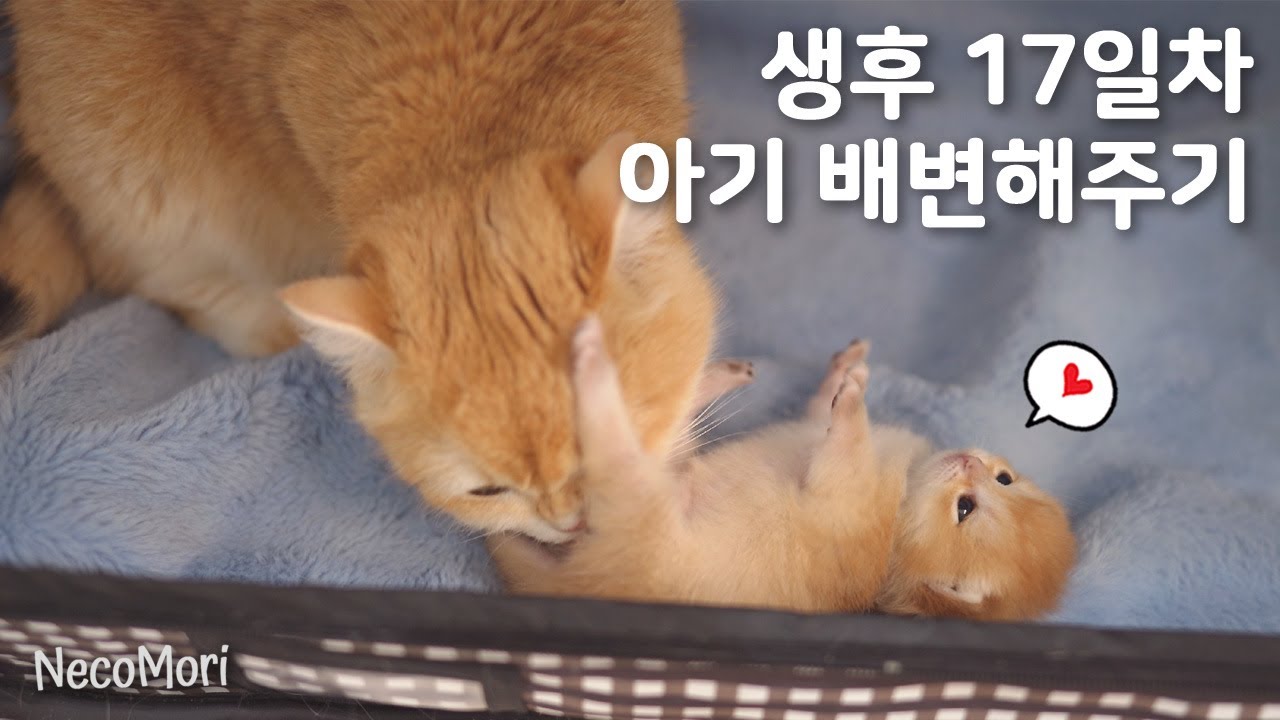 시즌5 브숏 고양이 육아일기 3화｜생후 17일 아기고양이 배변해주기, 은동이가 이유식을 시작했어요!