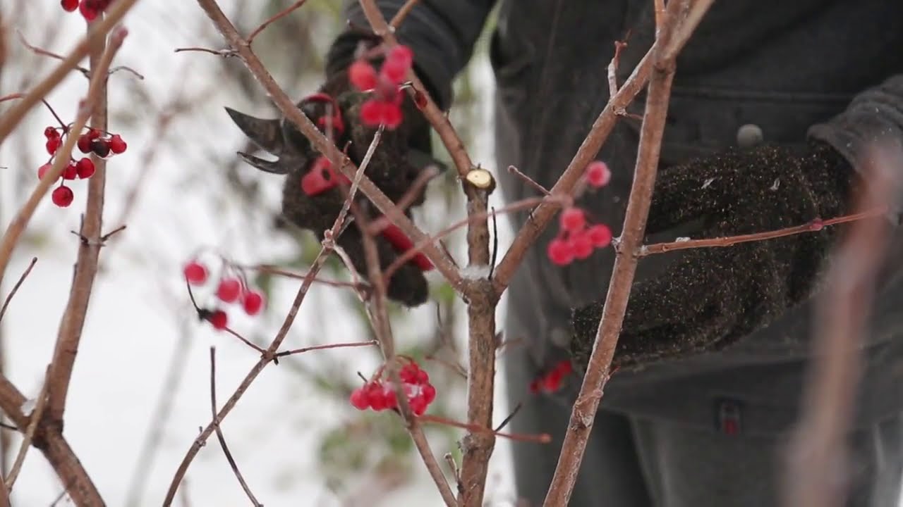 ЯК ОБРІЗАТИ КУЩ КАЛИНИ