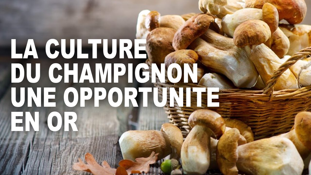 Une opportunité en or de bien gagner sa vie grâce à la culture du champignon en Afrique