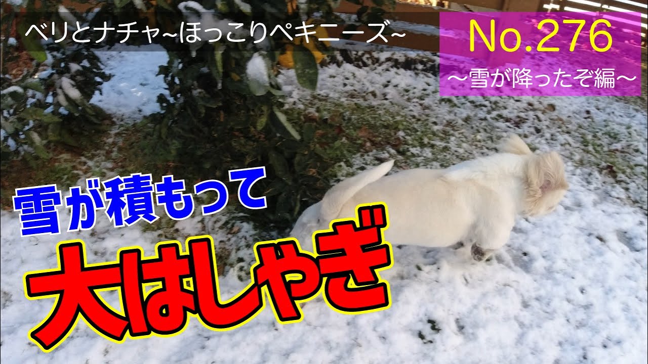 【ペキニーズ2匹】今日は“雪が降ったぞ編”！ツンデレベリと甘えん坊ナチャの日常 #276 【癒し×可愛い】#愛犬 #ほっこり #犬