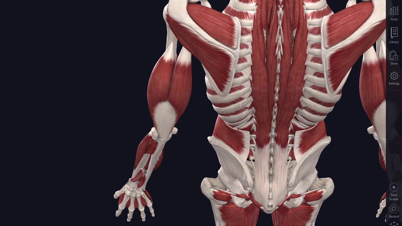 Lockdown Anatomy with Prof Alice Roberts #3: Biceps and the other muscles of the arm