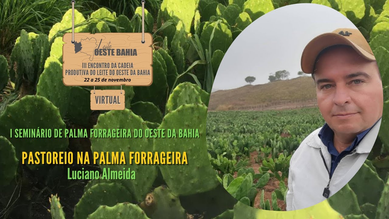 PASTOREIO NA PALMA FORRAGEIRA